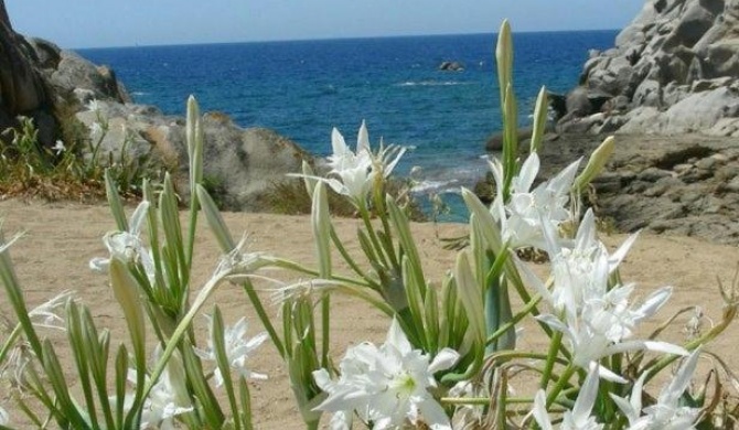 Giglio di mare